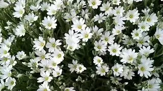 Цветущая Ясколка на горке.