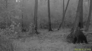 Медведь в забайкальских сумерках, видео с фотоловушки