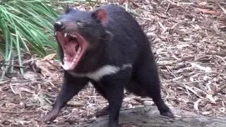 The wild Tasmanian Devil
