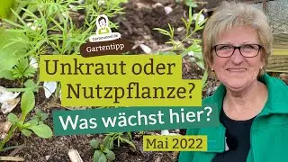 Unkraut oder Nutzpflanze? Ausreißen oder wachsen lassen? Sämlinge im Beet  bestimmen Anfang Mai