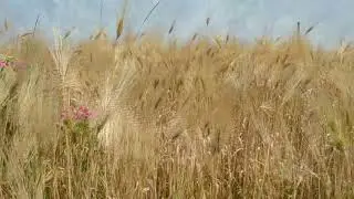 Anatoly Sаlogub "Возвращение в детство"