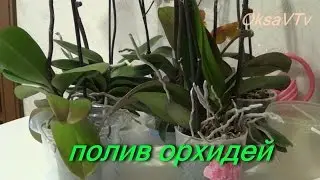 Полив орхидеи, как поливать орхидеи Phalaenopsis. how to water orchids Phalaenopsis