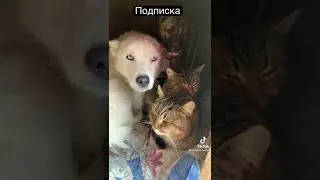Кошка и собака живут вместе!