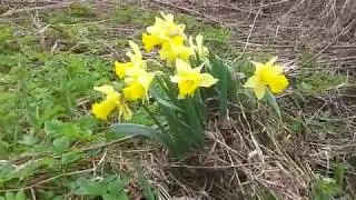 Копаем для души,грустная находка.Весна.