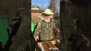 пьяные пчёлы, экстренное осеннее объединение семей