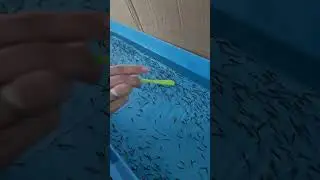 кормим стальноголового лосося.