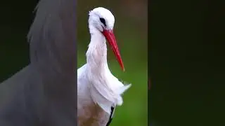 #birds #8ktv #audiovisualdelight #nature #8khdrworld #8kresolution  #8kultrahd #dolbyvision #8k