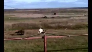 Медведь растерзал оленей.mp4