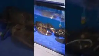 fish king
