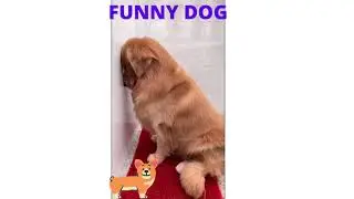 FUNNY DOG #shorts #tiktok #funnydog