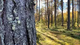 Для вдохновения.✨