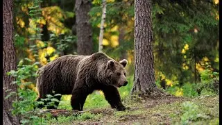 Охота на медведя на приваде. Ожидание лохматого 2020. Часть 2