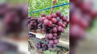 Памяти Учителя 30.08.2021