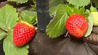 Ну как то так👍🍪🍓🍓🍓🍓🍓🍓🍓🍓🍓🍓