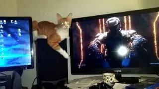 Cat Just Loves Watching Me Play Games