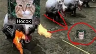 носок придумывает план по захвату польши