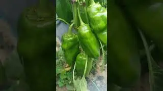 как помочь перцу быстрее созреть. часть 2
