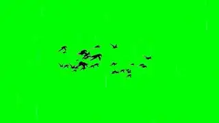 Birds flying | Birds flying green screen 4k | Green Screen effect | 1
