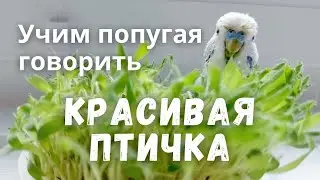 Учим попугая говорить Красивая птичка