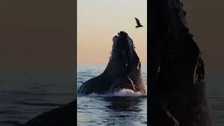 #whale #ocean #crustacean #nature #marinecreatures #wildlife #whaleshar #oceancreatures #viral