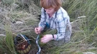 Как мы сегодня грибы собирали