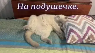 На подушечке.