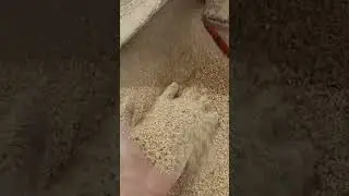 #зерно
