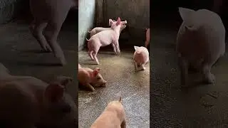 Stop Fighting! Feeding Friends Instead