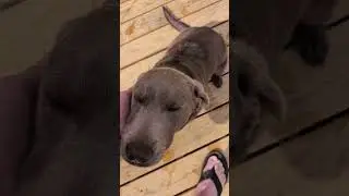 pure cuteness lab