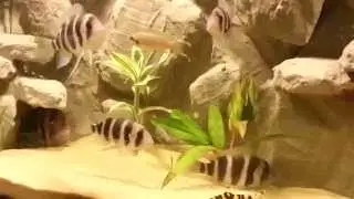 Frontosa feeding time