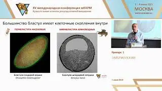 Почему бластоциста не бластула?