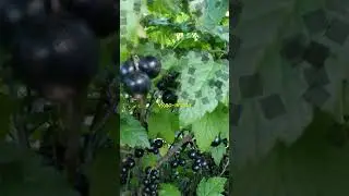 чудо-ягода смородина #еда