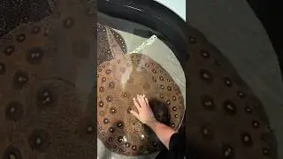 Largest Motoro stingray?