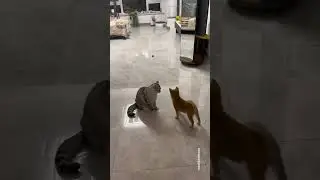 Страшнее КОШКИ зверя нет не планете!!!