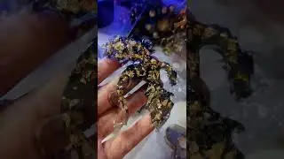 драконы из эпоксидной смолы - будущие новогодние  украшения на елку и не только