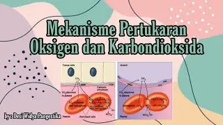 Mekanisme Pertukaran Oksigen dan Karbondioksida | Sistem Pernapasan Manusia