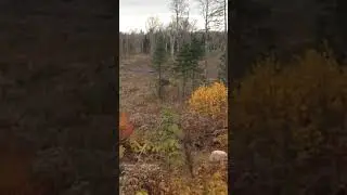 Bull moose second rut NW Ontario MID November Bow Kill