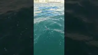 Смертельно опасный Португальский кораблик!