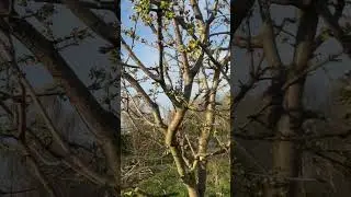 ЧЕРЕШНИ ЗАЦВЕТАЮТ, не борюсь с бобрами, аистами. ..где просмотры????