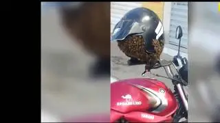 Прикальнецко)