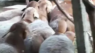 Арашанские бараны. Arashan qoylari.