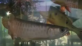 Orinoco Peacock Bass & Arowana Feeding