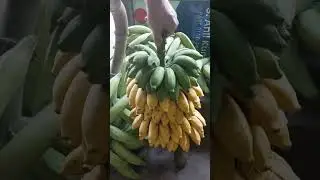 Beautiful bunch of Banana #nature