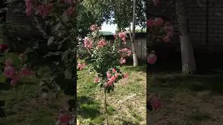Раскидистая Флорибунда!Штамбовая роза Помпонелла! 