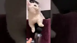 Смешные коты. коты, приколы с котами