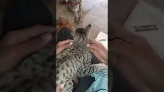 cute black cat 