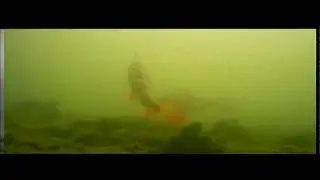 Подводные съемки. ловля окуня на блесну