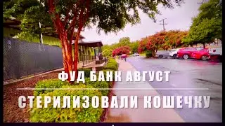Продукты FoodBank БЕСПЛАТНО. Август. Стерилизовали нашу кошечку. Последние моменты с Серым котиком.