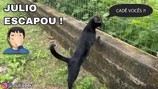 A saidinha tão esperada dos Gatos na chácara !! 😱😱