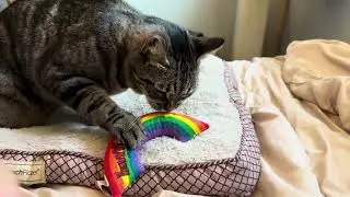 My cat hates rainbows